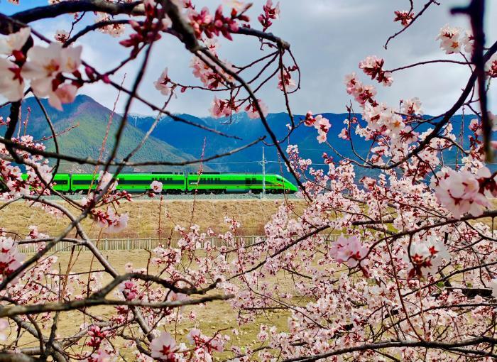 “拉林鐵路+桃花”開啟別樣賞花之旅