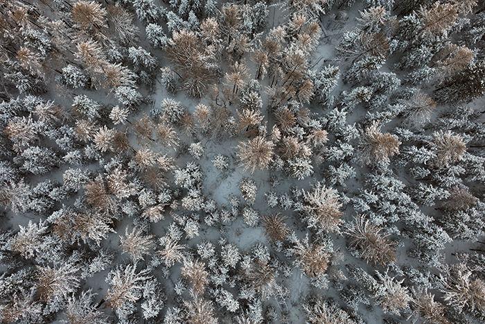 雪后天山森林金染銀