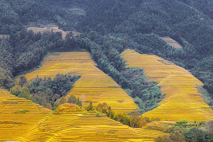 龍脊梯田金黃稻浪層層疊疊