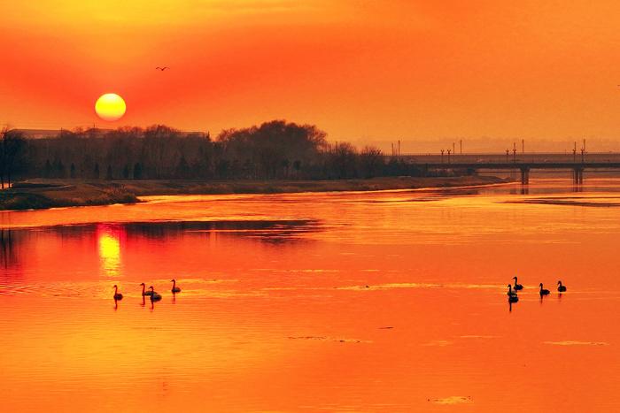 山西絳州夕陽(yáng)灑金 越冬候鳥沐浴落日余暉